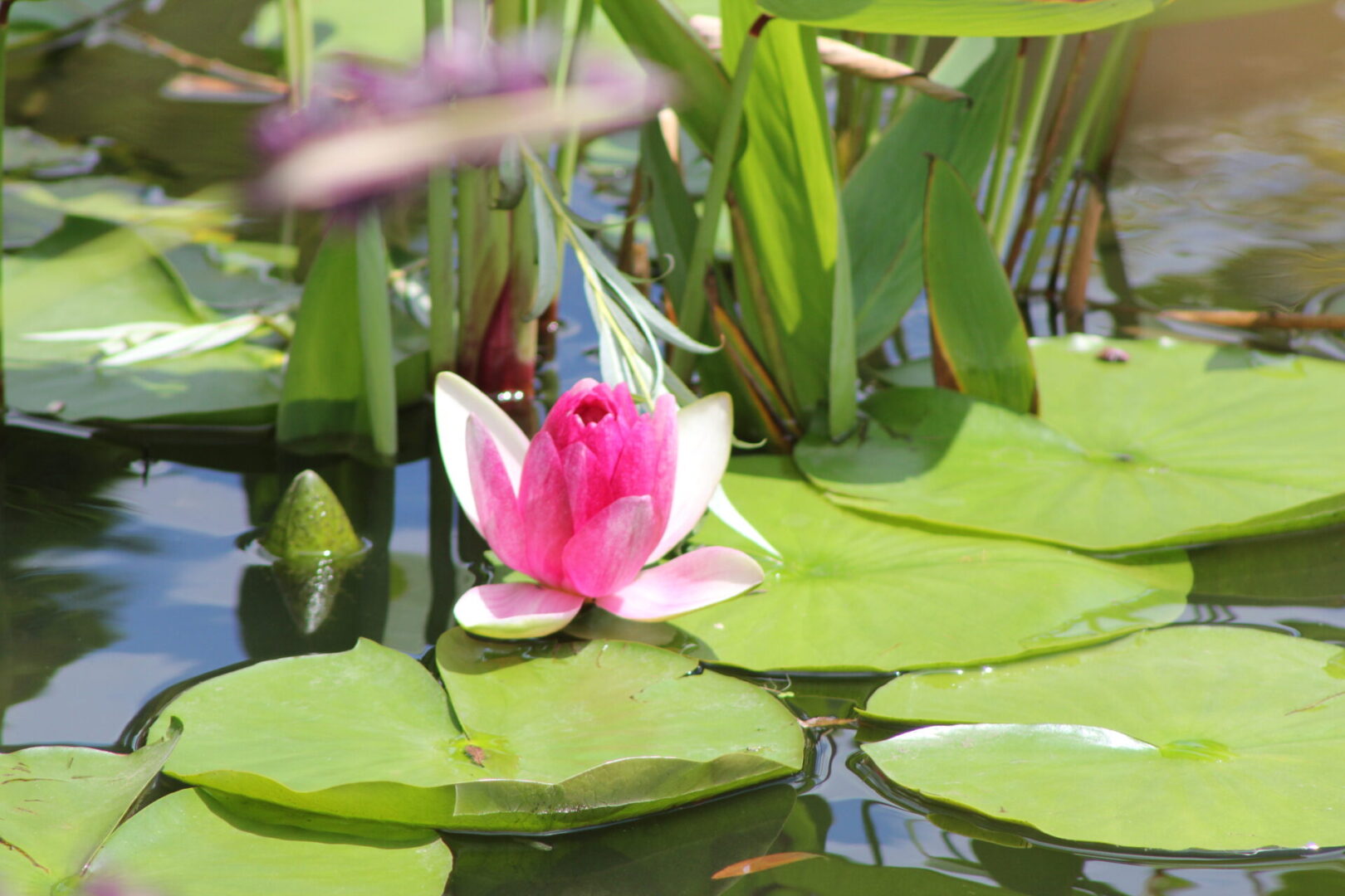 IMG_0229 A pink water lily blooms gracefully among the green lily pads in a pond, adding a touch of elegance to residential landscaping.