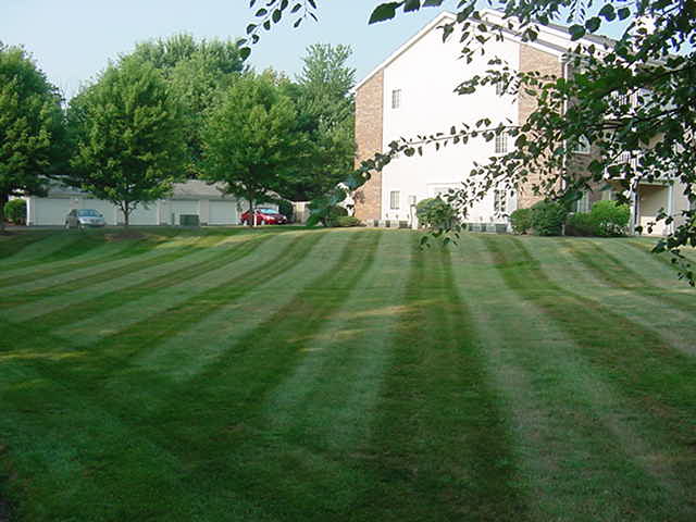 Neatly mowed lawn with visible stripes, showcasing expert residential landscaping. Surrounded by green trees, a row of houses peeks through the foliage in the background.